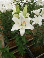 [5519 PO19 OT WIT 11-41-29 No01.JPG]